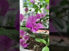 316 স্টেইনলেস স্টীল তারের ব্যালকনি অদৃশ্য গ্রিজ 100kg লোড ক্ষমতা সঙ্গে